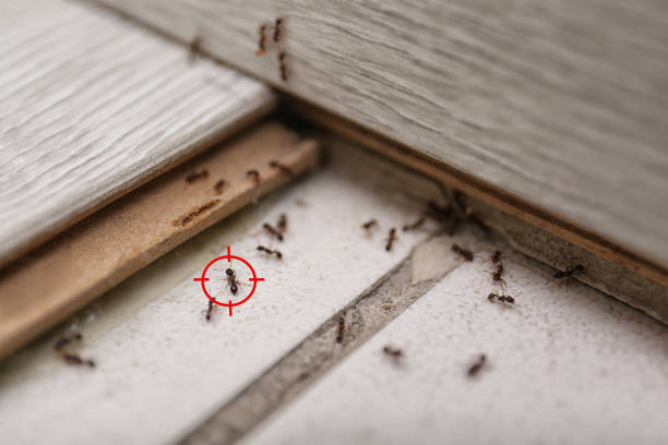 Best Flea Control Services  in Spencer, WI